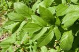 Chaerophyllum aromaticum. Листья. Псковская обл., Печорский р-н, восточный склон Изборско-Мальской долины близ южной оконечности Мальского озера, смешанный лес на карболитозёме, у обочины заброшенной грунтовой дороги. 29.05.2016.