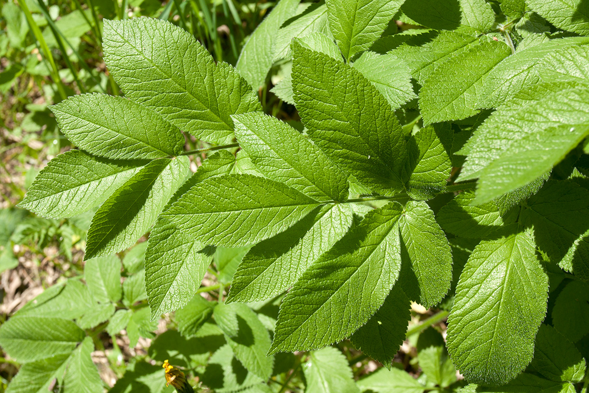 Изображение особи Chaerophyllum aromaticum.