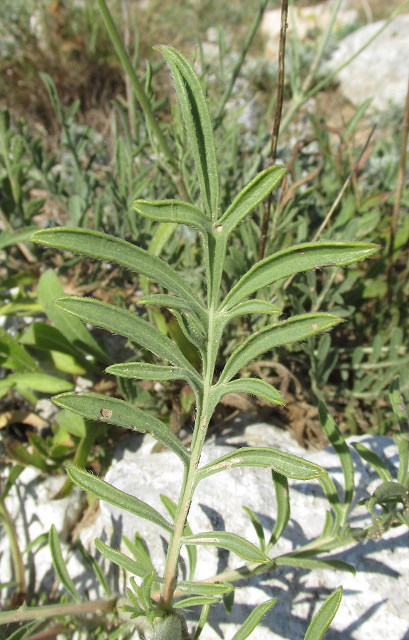 Image of Cephalaria uralensis specimen.