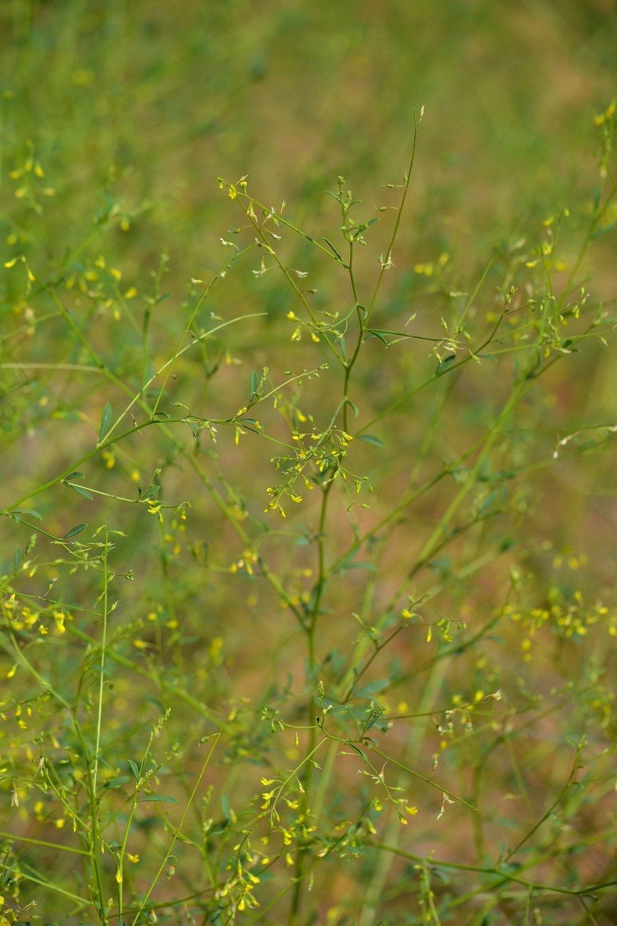 Изображение особи Melilotus polonicus.