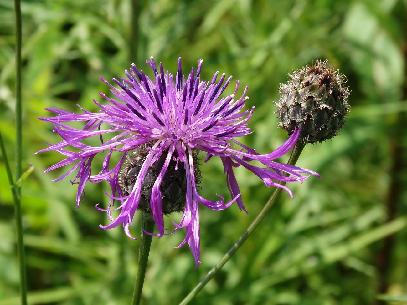 Image of Centaurea scabiosa specimen.