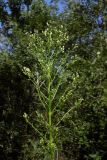 Conyza canadensis