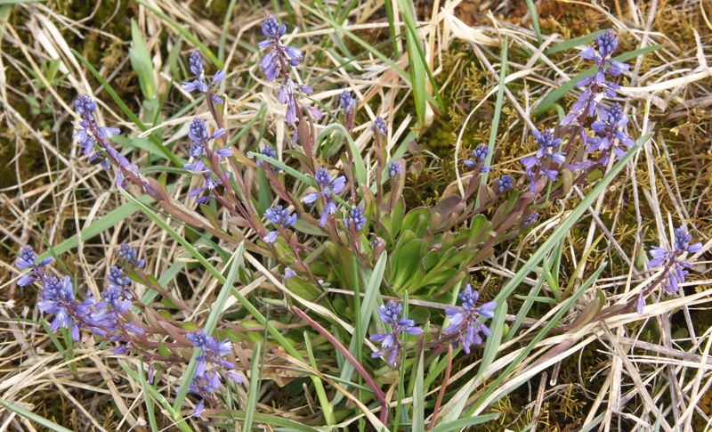 Image of Polygala amarella specimen.