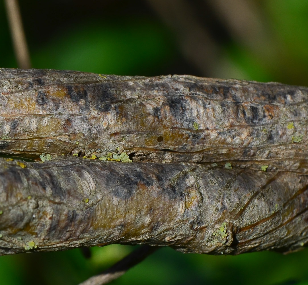 Image of Retama raetam specimen.