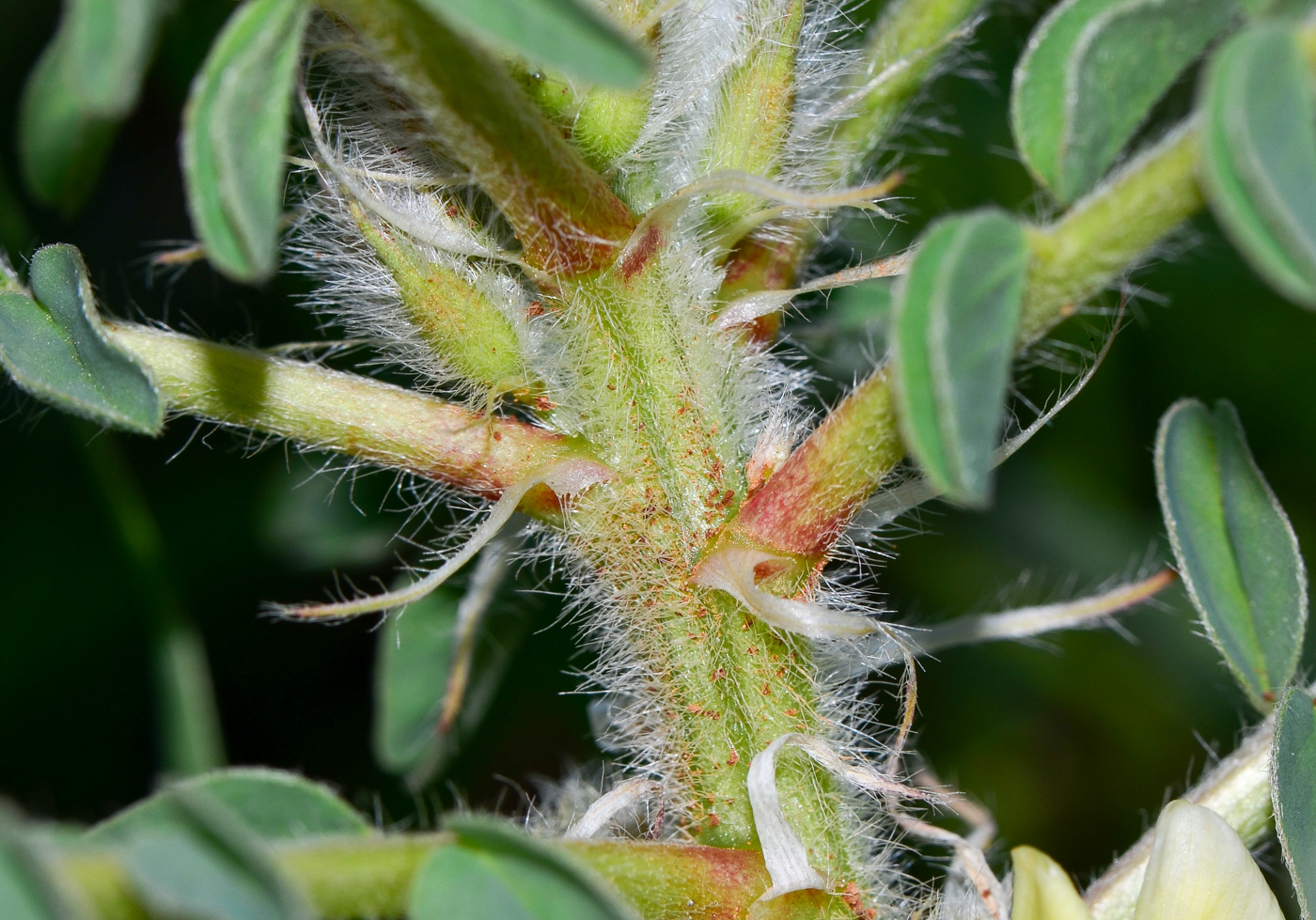 Image of Astragalus aleppicus specimen.