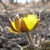 Adonis amurensis