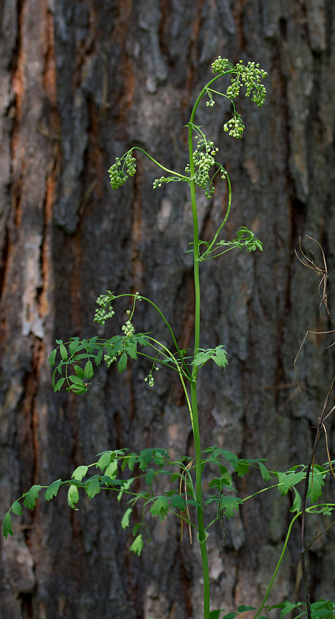 Image of Thalictrum minus specimen.