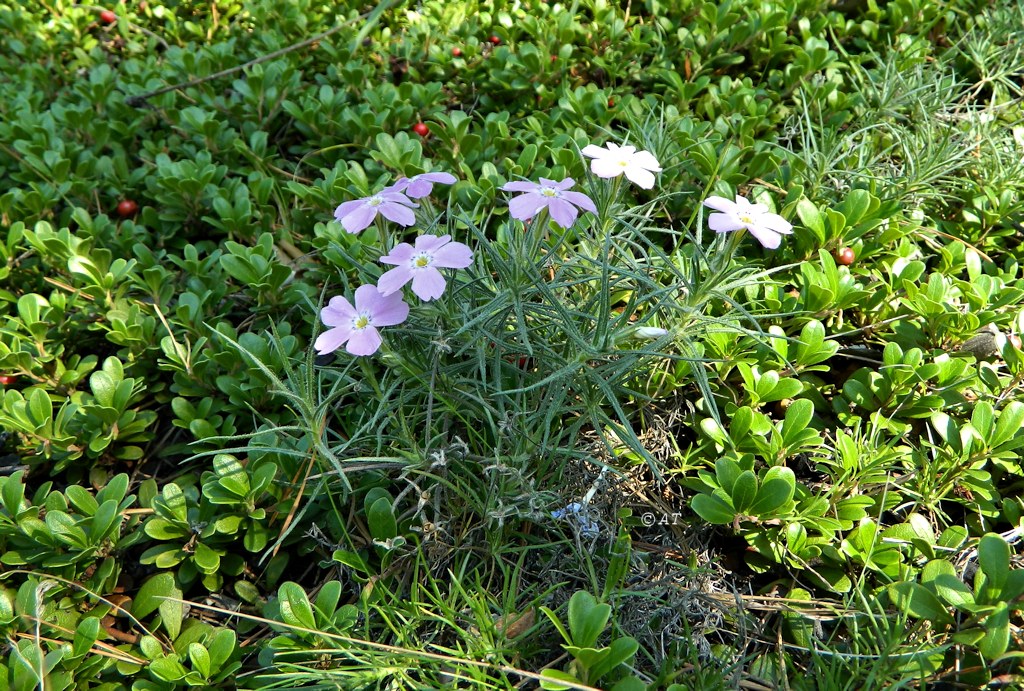 Image of Phlox sibirica specimen.