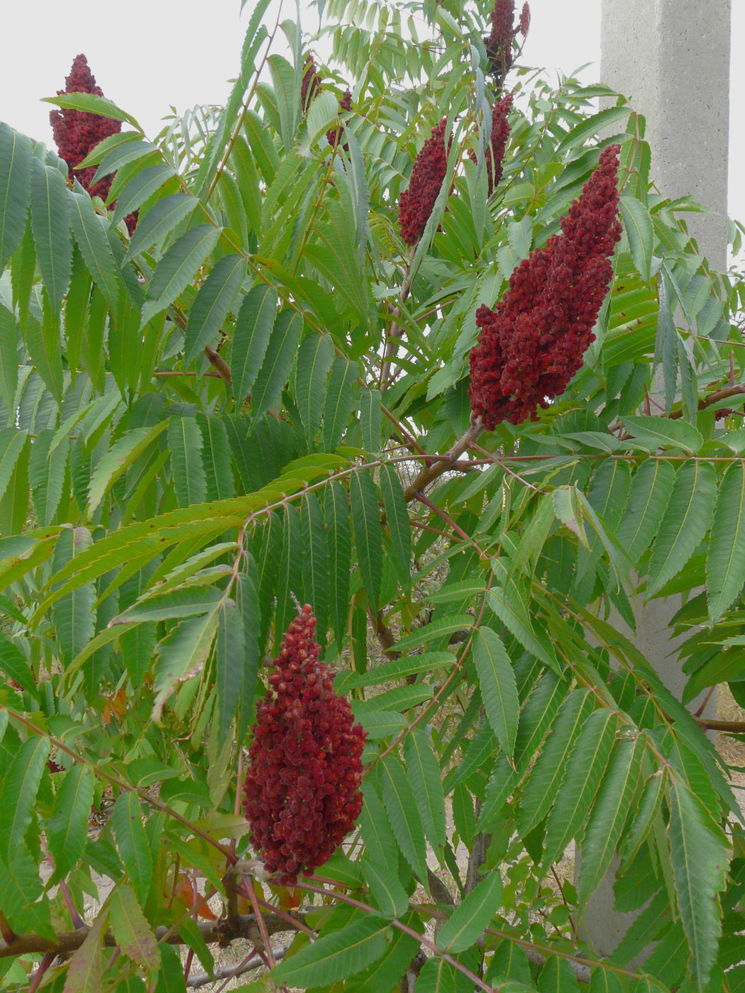 Image of Rhus glabra specimen.