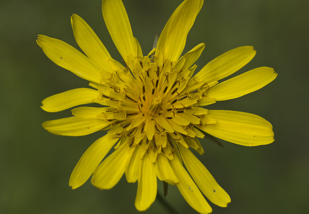 Image of Tragopogon orientalis specimen.