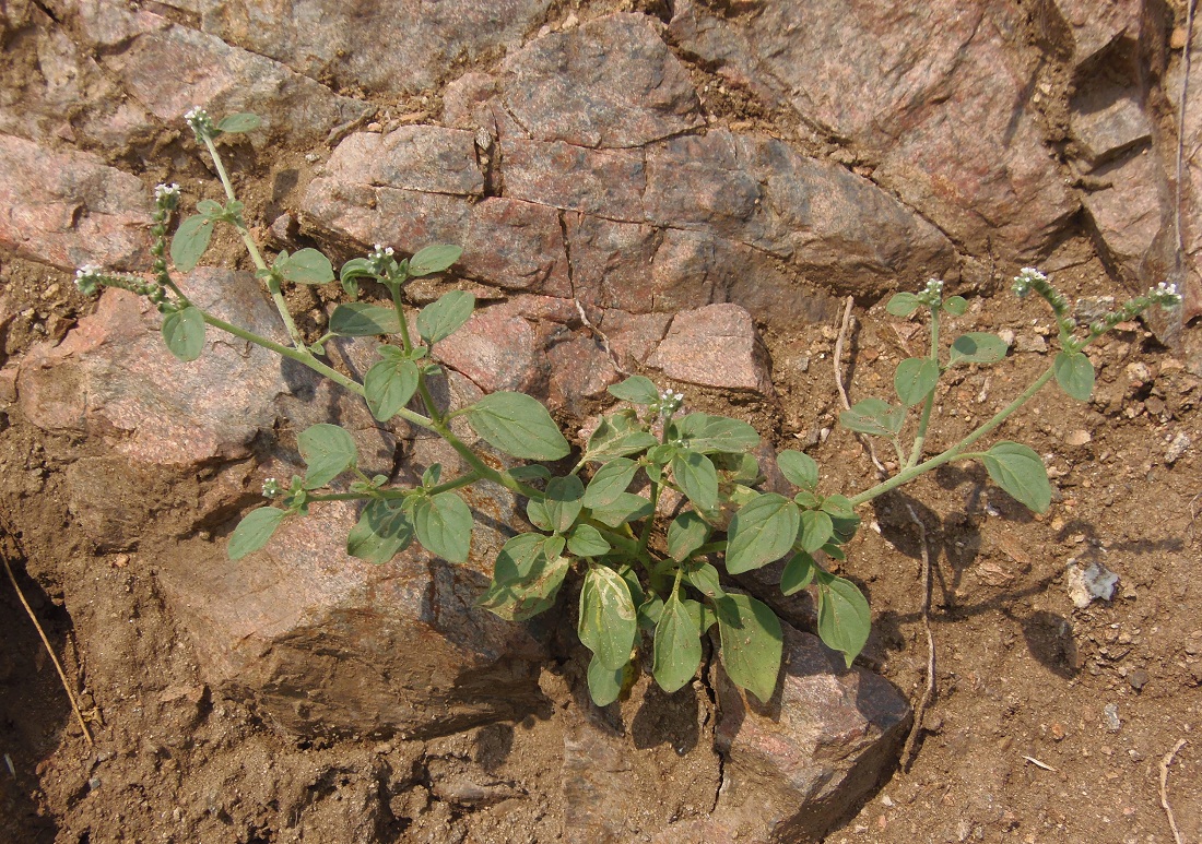 Изображение особи Heliotropium europaeum.