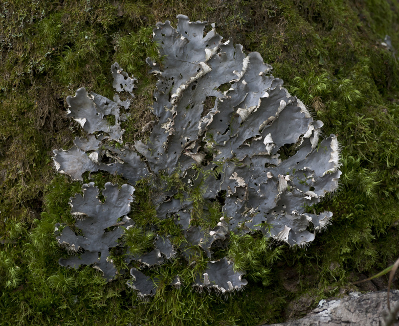 Image of Peltigera membranacea specimen.