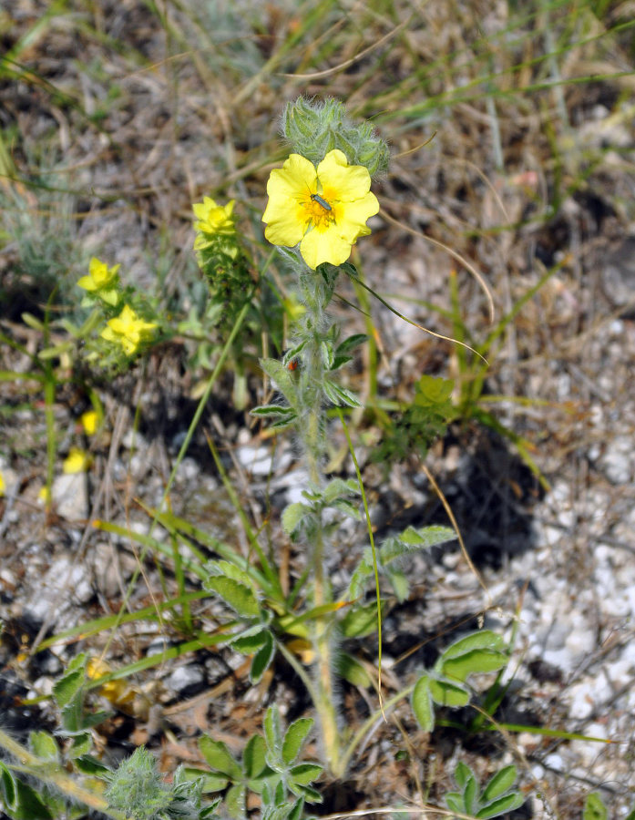 Image of Potentilla callieri specimen.