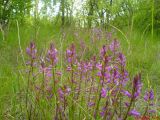 Polygala moldavica