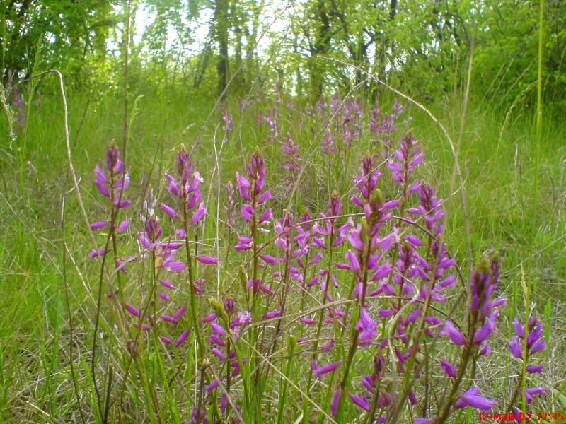 Изображение особи Polygala moldavica.