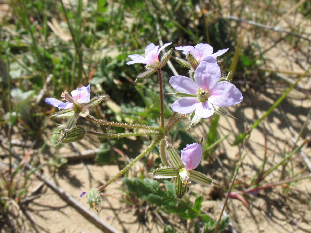 Image of Erodium hoefftianum specimen.