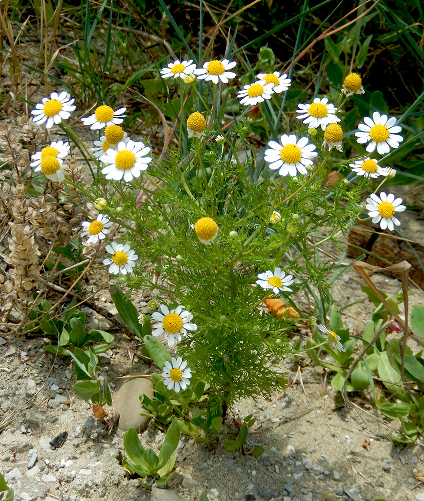 Изображение особи Anthemis cotula.