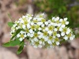 Spiraea hypericifolia