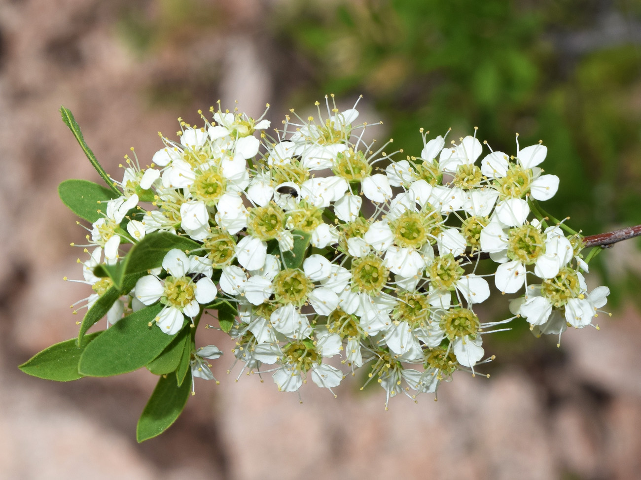 Image of Spiraea hypericifolia specimen.