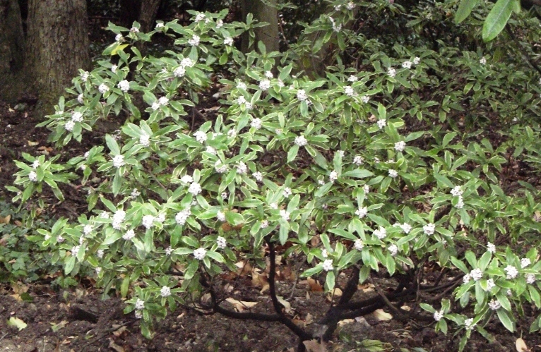 Image of Daphne odora specimen.