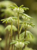 Marchantia polymorpha