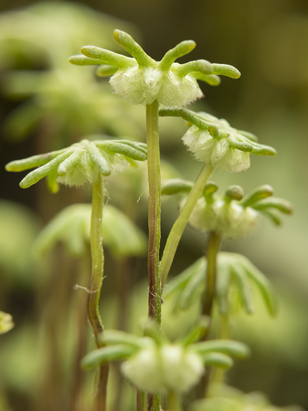 Изображение особи Marchantia polymorpha.