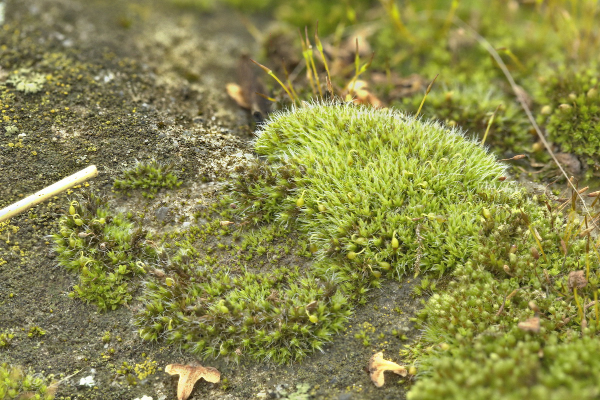 Image of Grimmia pulvinata specimen.
