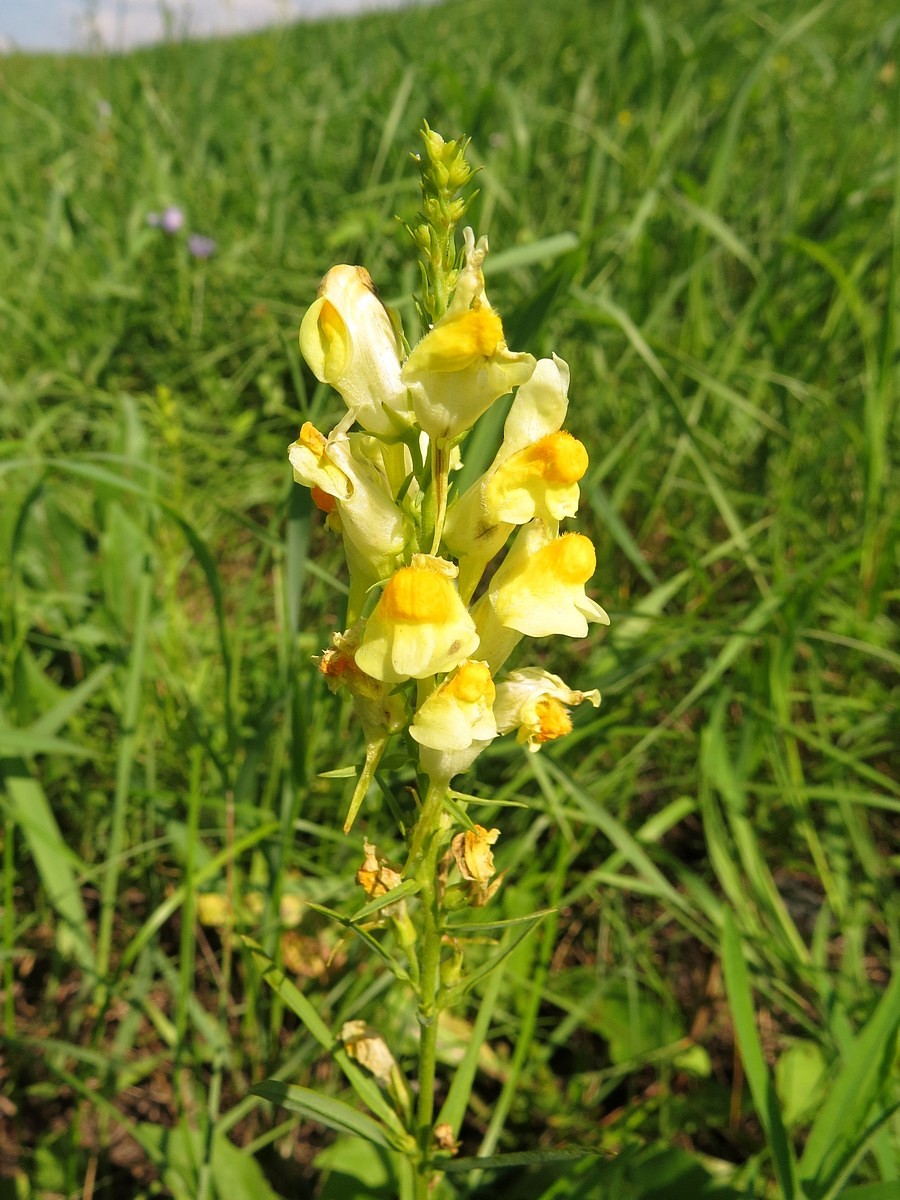 Image of Linaria vulgaris specimen.