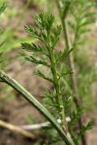 Anthemis arvensis