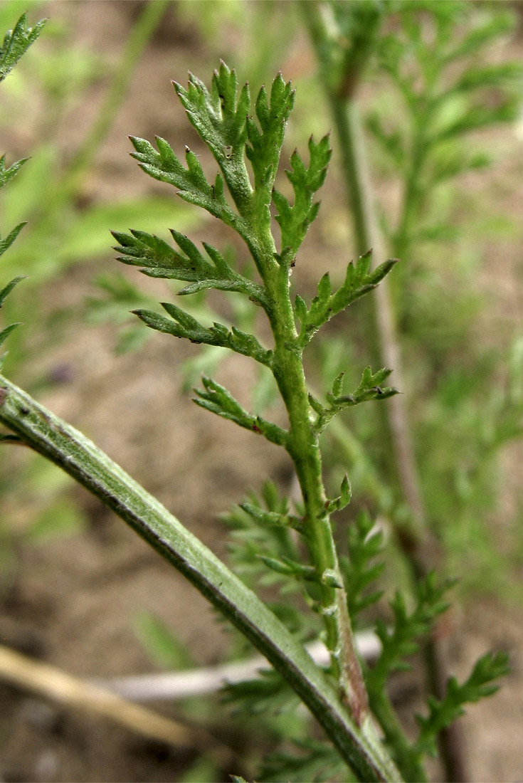 Изображение особи Anthemis arvensis.