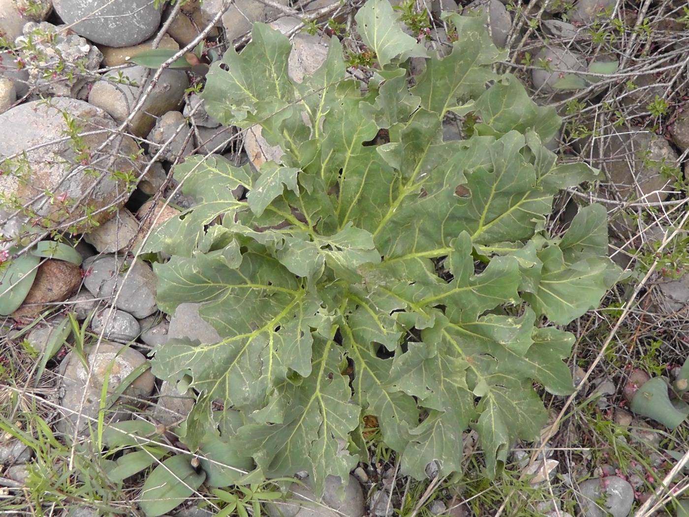 Изображение особи Megacarpaea orbiculata.