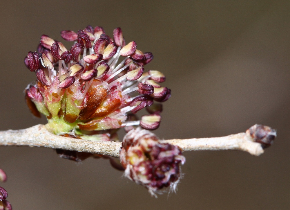 Изображение особи Ulmus pumila.