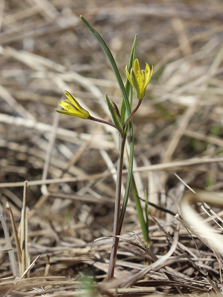 Image of Gagea fedtschenkoana specimen.