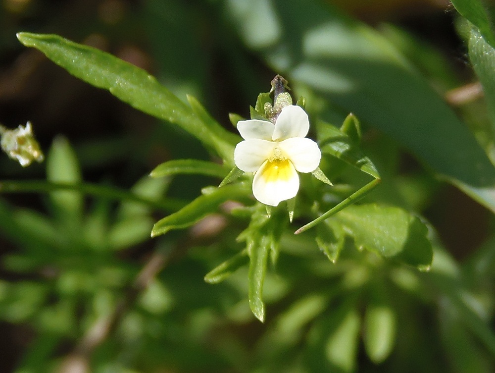 Изображение особи Viola occulta.