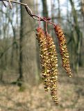 Alnus glutinosa