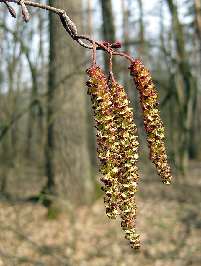 Image of Alnus glutinosa specimen.