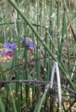 Equisetum hyemale