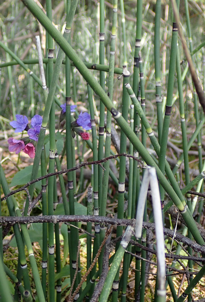 Изображение особи Equisetum hyemale.