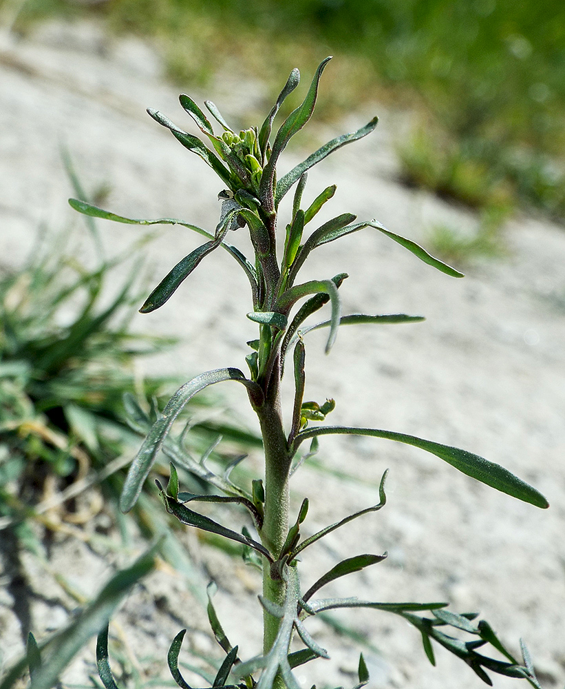 Image of Lepidium ruderale specimen.