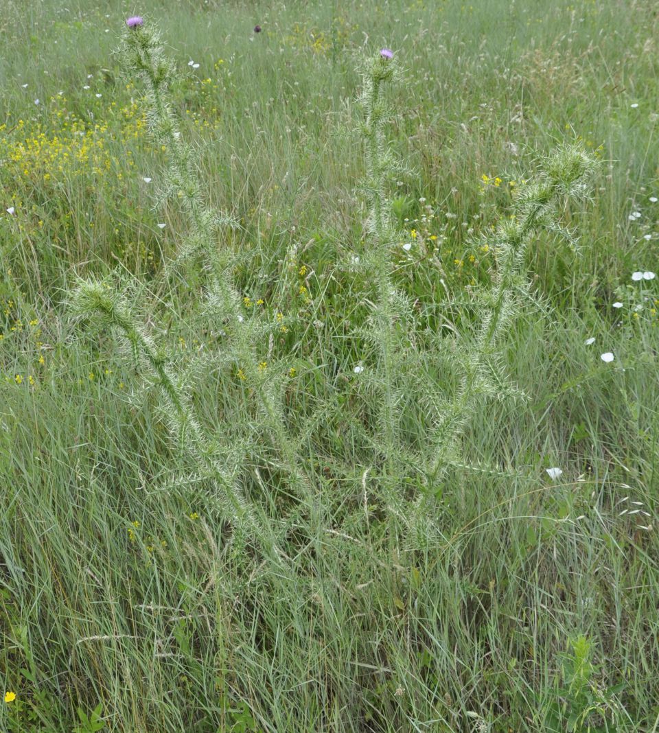 Изображение особи Cirsium creticum.