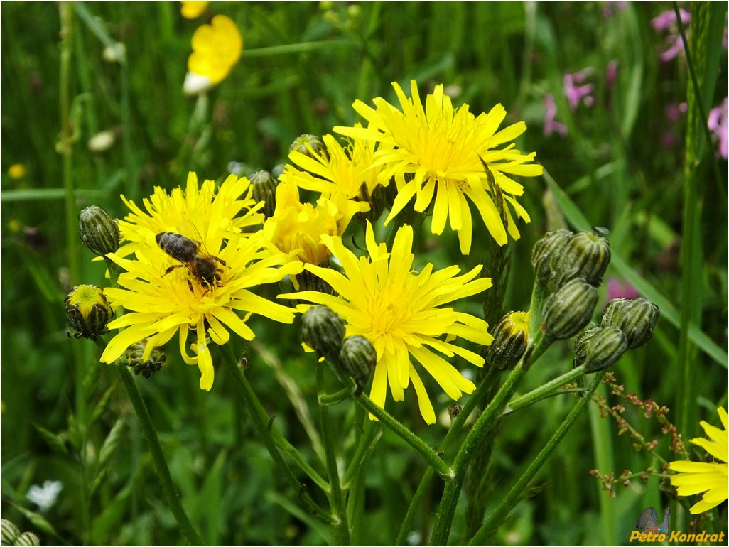 Изображение особи Crepis biennis.