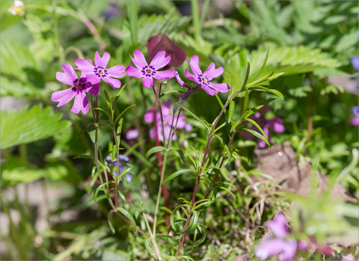 Изображение особи Phlox subulata.