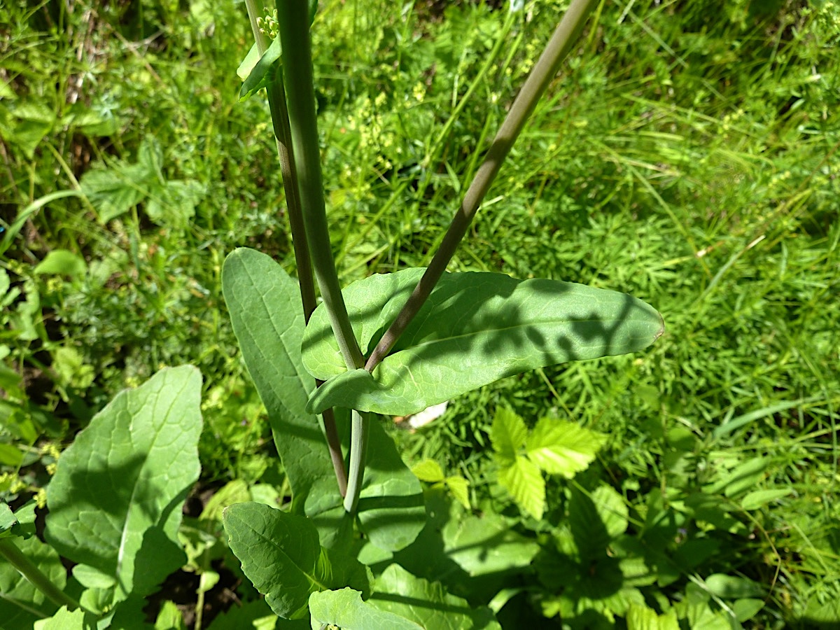 Изображение особи Brassica campestris.