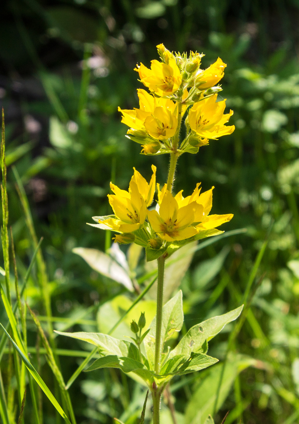 Image of Lysimachia verticillaris specimen.