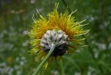 Centaurea orientalis