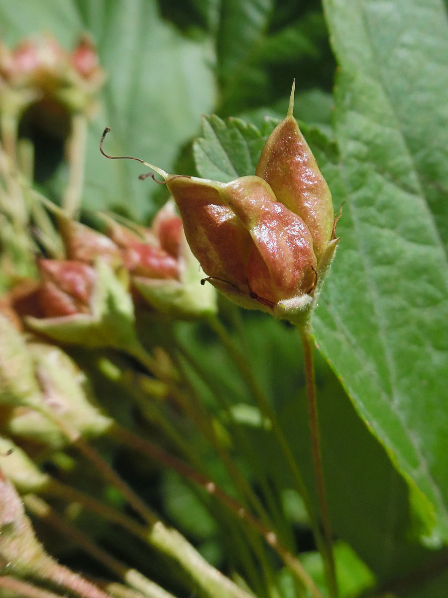 Image of Physocarpus opulifolius specimen.