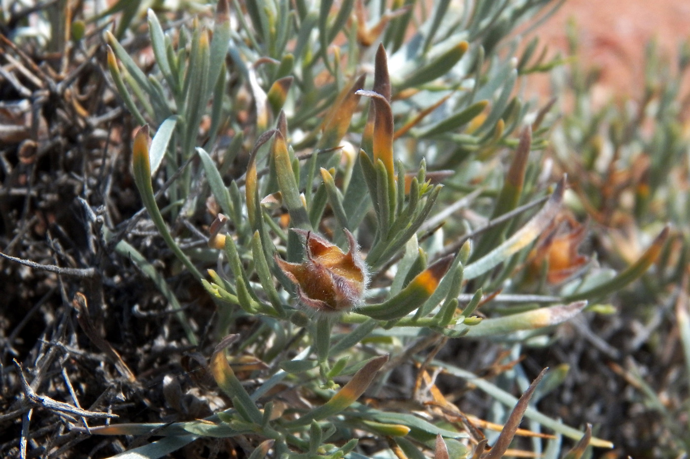 Image of Convolvulus tragacanthoides specimen.