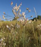 Allium inaequale