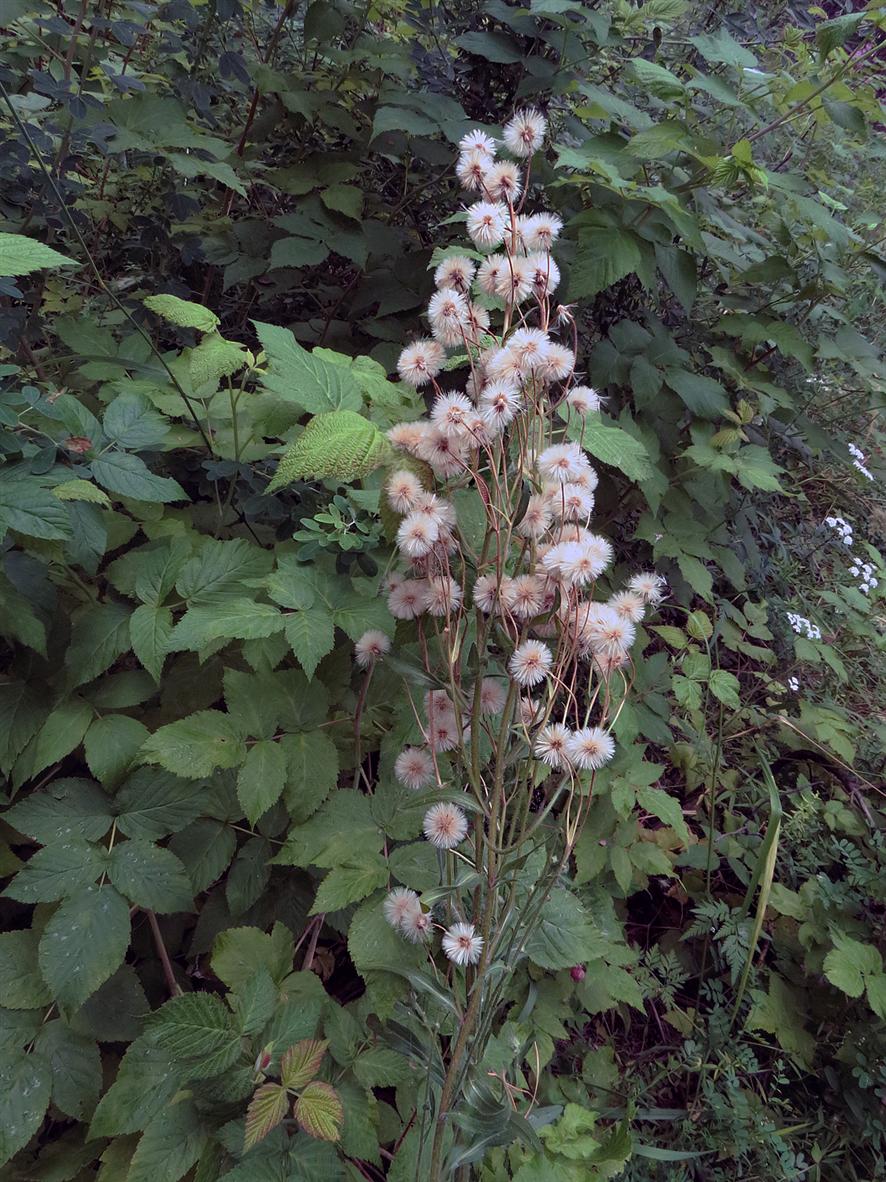 Image of Erigeron acris specimen.