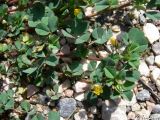 genus Medicago. Цветущее растение. Крым, Байдарская долина, окр. с. Тыловое. 22.04.2010.